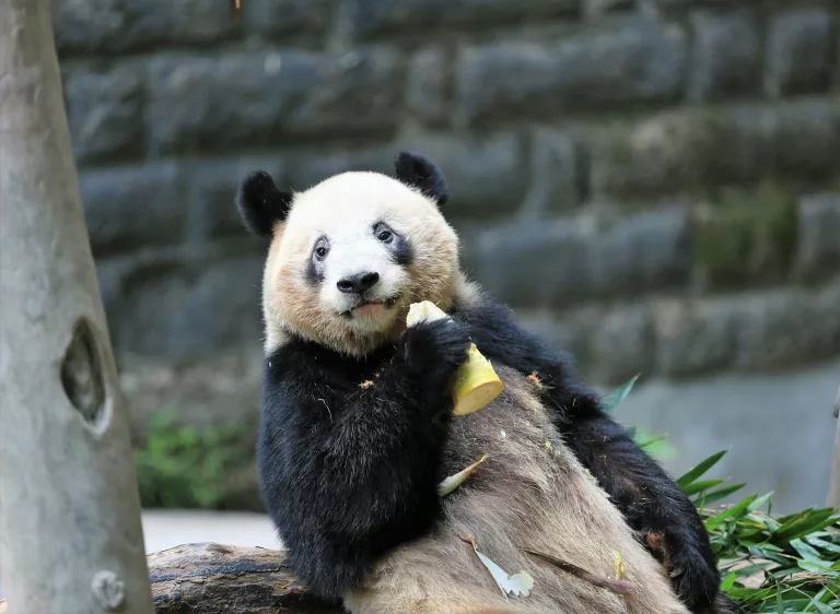 chongqing panda