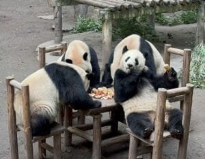 chongqing panda bear